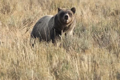 Hiker Assaulted by Wild Animal in Yellowstone Transported to Medical Facility