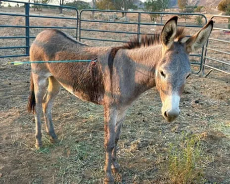Donkey Healing After Latest Bow Assault on Wild Burros in California